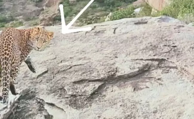 ರಾಯಚೂರು | ರೌಡಕುಂದ ಗುಡ್ಡದಲ್ಲಿ ಚಿರತೆ ಪ್ರತ್ಯಕ್ಷ : ಗ್ರಾಮಸ್ಥರಲ್ಲಿ ಆತಂಕ ರಾಯಚೂರು | ರೌಡಕುಂದ ಗುಡ್ಡದಲ್ಲಿ ಚಿರತೆ ಪ್ರತ್ಯಕ್ಷ : ಗ್ರಾಮಸ್ಥರಲ್ಲಿ ಆತಂಕ