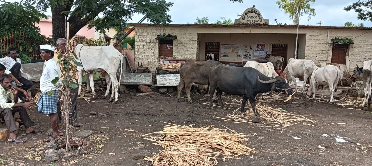ಕಲಬುರಗಿ: ಕೊಟ್ಟಿಗೆಯ ಕಾಮಗಾರಿಗಳ ಬಿಲ್ ಪಾವತಿಗೆ ಆಗ್ರಹಿಸಿ ದನಗಳೊಂದಿಗೆ ರೈತರ ಧರಣಿ