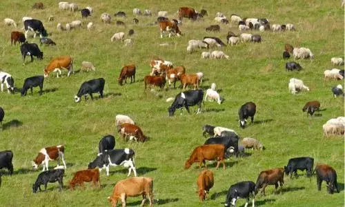 ಸಂಪೂರ್ಣ ನಿಯಂತ್ರಿಸಲು ಕಾನೂನಿನಲ್ಲಿ ಅವಕಾಶವಿಲ್ಲ: ರವೀಂದ್ರ ನಾಯ್ಕ