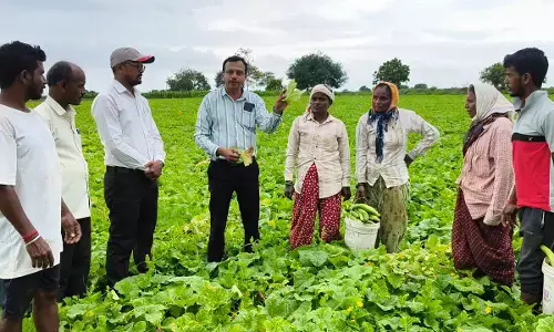 ಕಲಬುರಗಿ | ಸೌತೆಕಾಯಿ ಭೂಜು ತುಪ್ಪಟ ರೋಗದ ಹತೋಟಿಗೆ ಸಲಹೆ