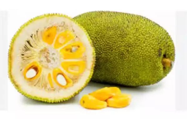 ಉಡುಪಿ: ಜು.26 -27ರಂದು ಸಂತೆಕಟ್ಟೆಯಲ್ಲಿ ಹಲಸು ಮೇಳ ಉಡುಪಿ: ಜು.26 -27ರಂದು ಸಂತೆಕಟ್ಟೆಯಲ್ಲಿ ಹಲಸು ಮೇಳ