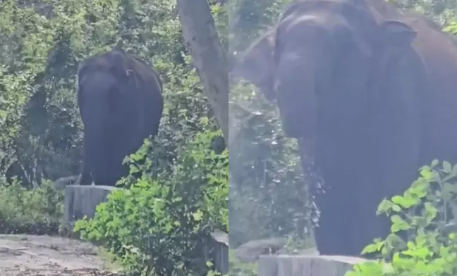 ಹನೂರು | ಸೊಂಡಿಲಿಗೆ ಗಾಯ; ನೀರು ಕುಡಿಯಲು ಪರಿತಪ್ಪಿಸುತ್ತಿರುವ ಕಾಡಾನೆಯ ವಿಡಿಯೋ ವೈರಲ್‌