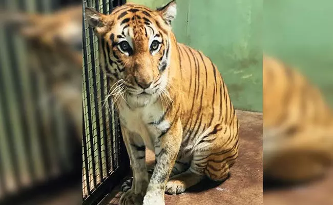 ವಿಜಯನಗರ: ಅಟಲ್‌ಜೀ ಮೃಗಾಲಯದಲ್ಲಿನ ಹೆಣ್ಣು ಹುಲಿ ‘ಸಿಂಧು’ ಸಾವು