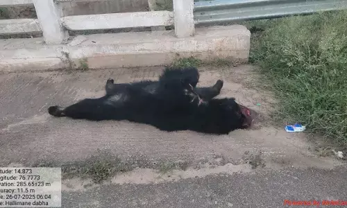 ಚಿತ್ರದುರ್ಗ | ವಾಹನ ಢಿಕ್ಕಿ: ಕರಡಿ ಸಾವು