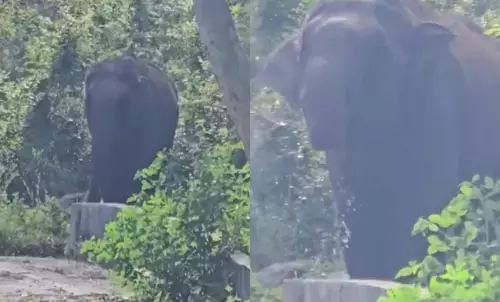 ಹನೂರು | ಸೊಂಡಿಲಿಗೆ ಗಾಯ; ನೀರು ಕುಡಿಯಲು ಪರಿತಪ್ಪಿಸುತ್ತಿರುವ ಕಾಡಾನೆಯ ವಿಡಿಯೋ ವೈರಲ್‌