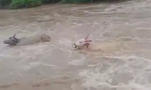 ಕಲಬುರಗಿ | ಭಾರೀ ಮಳೆಗೆ ಕೊಚ್ಚಿಹೋದ ಜಾನುವಾರುಗಳು