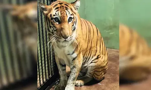 ವಿಜಯನಗರ: ಅಟಲ್‌ಜೀ ಮೃಗಾಲಯದಲ್ಲಿನ ಹೆಣ್ಣು ಹುಲಿ ‘ಸಿಂಧು’ ಸಾವು