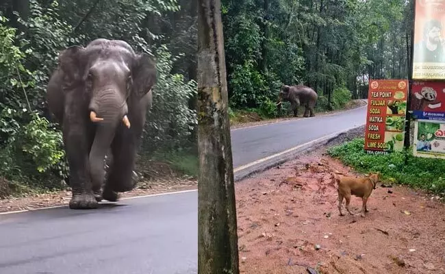 ಧರ್ಮಸ್ಥಳ:  ರಾಷ್ಟ್ರೀಯ ಹೆದ್ದಾರಿಯಲ್ಲಿ ಕಾಣಿಸಿಕೊಂಡ ಕಾಡಾನೆ; ಸಾರ್ವಜನಿಕರಲ್ಲಿ ಆತಂಕ