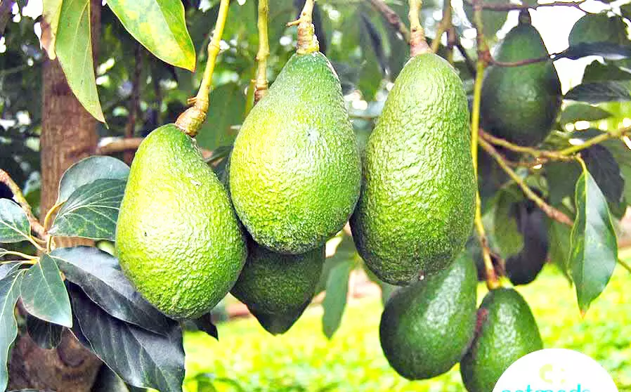 ಕೊಡಗಿನಲ್ಲಿ ಬಟರ್‌ಫ್ರೂಟ್ ಬೀಜಕ್ಕೆ ಭಾರೀ ಬೇಡಿಕೆ