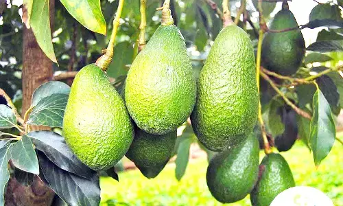 ಕೊಡಗಿನಲ್ಲಿ ಬಟರ್‌ಫ್ರೂಟ್ ಬೀಜಕ್ಕೆ ಭಾರೀ ಬೇಡಿಕೆ