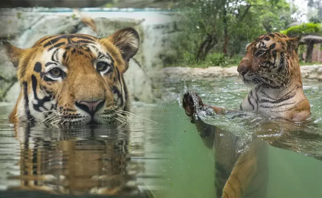ಖಡ್ಗಮೃಗಗಳಿರುವ ಕಾಜಿರಂಗ ರಾಷ್ಟ್ರೀಯ ಉದ್ಯಾನದಲ್ಲಿ ಹುಲಿಗಳ ಸಂಖ್ಯೆಯಲ್ಲಿ ಹೆಚ್ಚಳ! ಖಡ್ಗಮೃಗಗಳಿರುವ ಕಾಜಿರಂಗ ರಾಷ್ಟ್ರೀಯ ಉದ್ಯಾನದಲ್ಲಿ ಹುಲಿಗಳ ಸಂಖ್ಯೆಯಲ್ಲಿ ಹೆಚ್ಚಳ!
