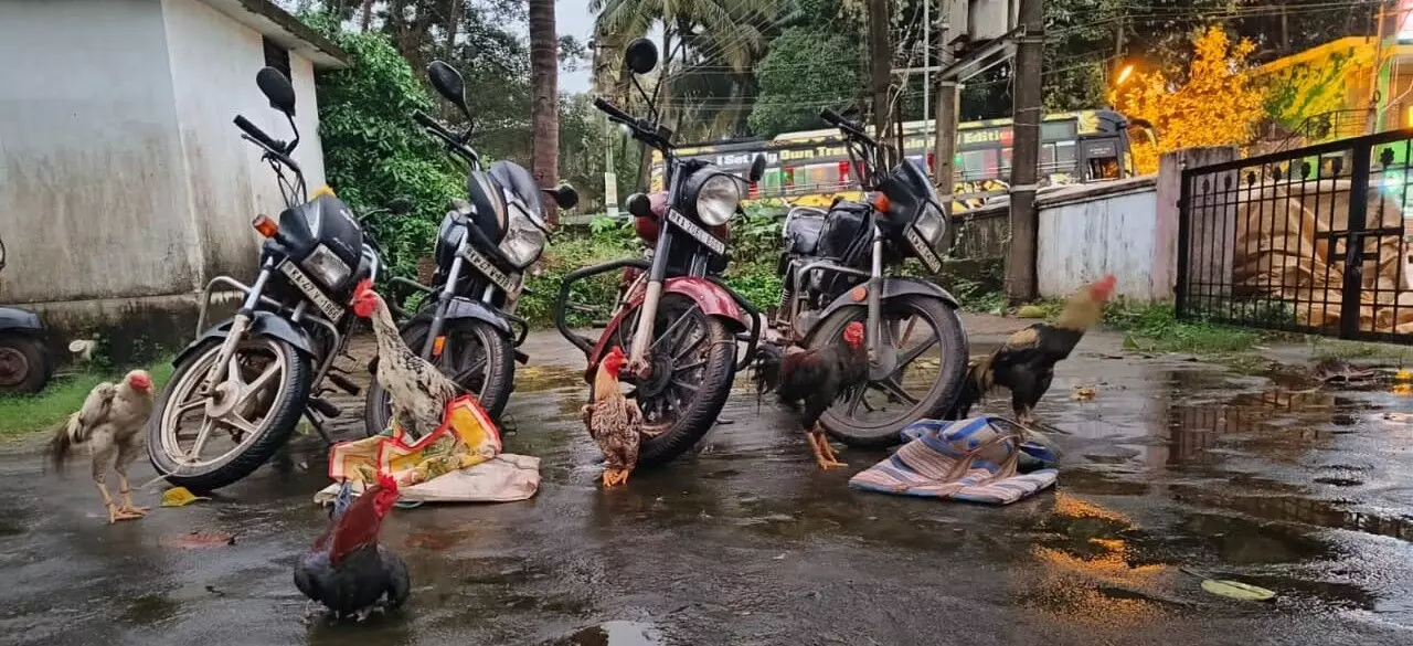 ಭಟ್ಕಳ: ಕಾಡಿನಲ್ಲಿ ಕೋಳಿ ಜೂಜಾಟ; ಪೊಲೀಸರಿಂದ ದಾಳಿ ಭಟ್ಕಳ: ಕಾಡಿನಲ್ಲಿ ಕೋಳಿ ಜೂಜಾಟ; ಪೊಲೀಸರಿಂದ ದಾಳಿ