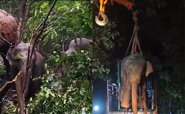 ಚಿಕ್ಕಮಗಳೂರು | ಕಾಡಾನೆ ದಾಳಿಯಲ್ಲಿ ಇಬ್ಬರು ಮೃತಪಟ್ಟ ಬೆನ್ನಲ್ಲೇ ಕಾರ್ಯಾಚರಣೆಗಿಳಿದ ಅರಣ್ಯ ಇಲಾಖೆ; ಮೊದಲ ದಿನ ಒಂದು ಪುಂಡಾನೆ ಸೆರೆ