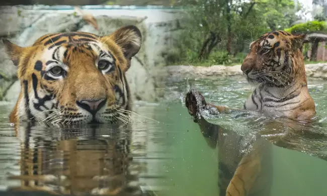 ಖಡ್ಗಮೃಗಗಳಿರುವ ಕಾಜಿರಂಗ ರಾಷ್ಟ್ರೀಯ ಉದ್ಯಾನದಲ್ಲಿ ಹುಲಿಗಳ ಸಂಖ್ಯೆಯಲ್ಲಿ ಹೆಚ್ಚಳ!