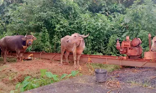 ಬೆಳ್ಳಾರೆ: ಅಕ್ರಮ ಗೋಸಾಗಾಟ ಆರೋಪ; ಇಬ್ಬರ ಬಂಧನ