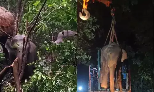 ಚಿಕ್ಕಮಗಳೂರು | ಕಾಡಾನೆ ದಾಳಿಯಲ್ಲಿ ಇಬ್ಬರು ಮೃತಪಟ್ಟ ಬೆನ್ನಲ್ಲೇ ಕಾರ್ಯಾಚರಣೆಗಿಳಿದ ಅರಣ್ಯ ಇಲಾಖೆ; ಮೊದಲ ದಿನ ಒಂದು ಪುಂಡಾನೆ ಸೆರೆ