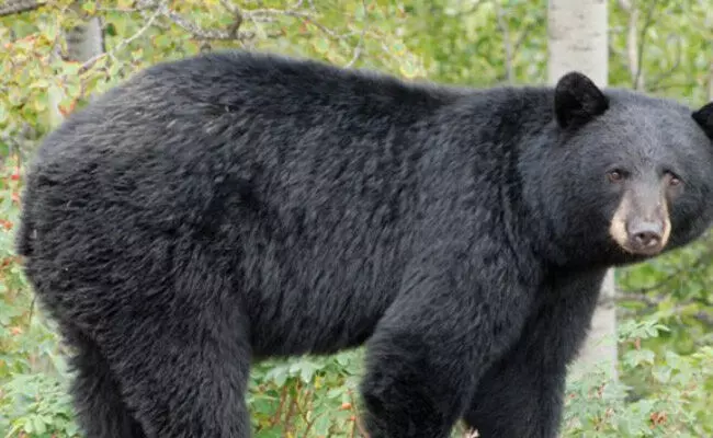 ಬಳ್ಳಾರಿಯ ನಗರದಲ್ಲಿ ಕಾಣಿಸಿಕೊಂಡಿದ್ದ ಕರಡಿಯ ರಕ್ಷಣೆ