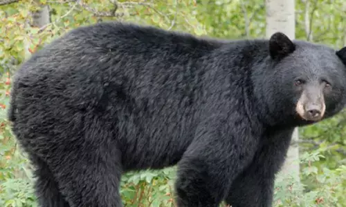 ಬಳ್ಳಾರಿಯ ನಗರದಲ್ಲಿ ಕಾಣಿಸಿಕೊಂಡಿದ್ದ ಕರಡಿಯ ರಕ್ಷಣೆ