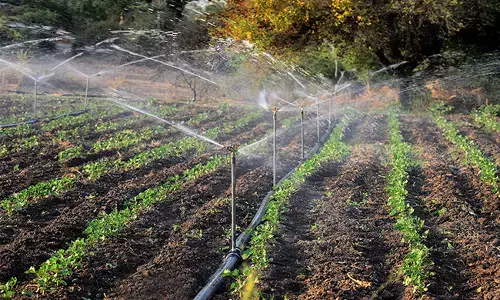 ಪಿಎಂಕೆಎಸ್‌ವೈ:1,920 ಕೋಟಿ ರೂ.ಹೆಚ್ಚುವರಿ ಬಜೆಟ್ ಹಂಚಿಕೆಗೆ ಕೇಂದ್ರ ಸಂಪುಟದ ಅಸ್ತು