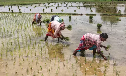 ಮಧ್ಯಪ್ರದೇಶ | ರೈತರ ನಿಧಿಯ ಶೇ. 90ರಷ್ಟು ಹಣವನ್ನು ಕಾರುಗಳಿಗೆ ಇಂಧನ ಭರ್ತಿ ಮಾಡಲು ಬಳಕೆ : ಸಿಎಜಿ ವರದಿ