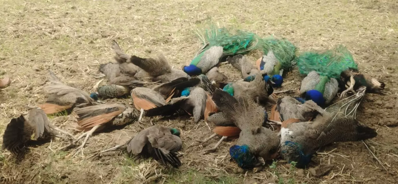 ತುಮಕೂರಿನಲ್ಲಿ 19 ನವಿಲುಗಳ ನಿಗೂಢ ಸಾವು