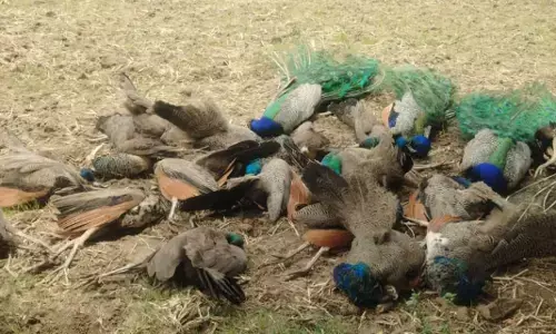 ತುಮಕೂರಿನಲ್ಲಿ 19 ನವಿಲುಗಳ ನಿಗೂಢ ಸಾವು