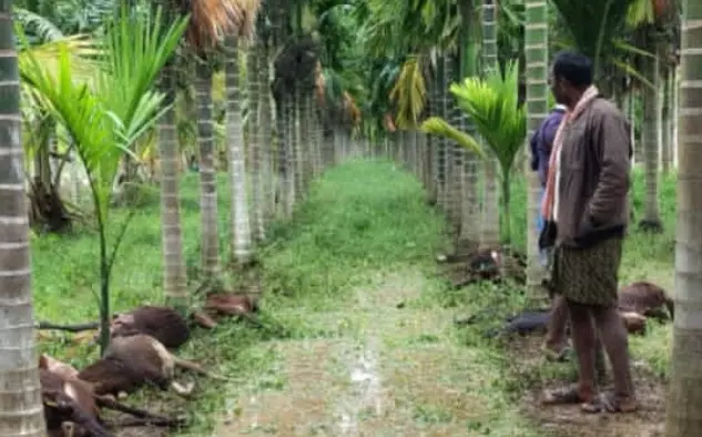 ದಾವಣಗೆರೆ | ಚಿರತೆ ದಾಳಿ : 20 ಕುರಿಗಳು ಸಾವು