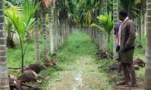 ದಾವಣಗೆರೆ | ಚಿರತೆ ದಾಳಿ : 20 ಕುರಿಗಳು ಸಾವು