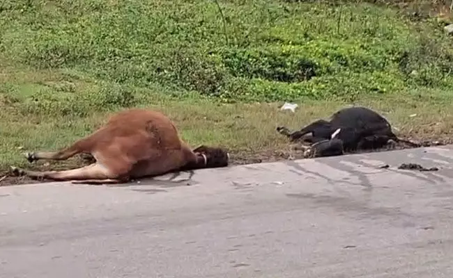 ಮೂಡಿಗೆರೆ: ಅಪರಿಚಿತ ವಾಹನ ಢಿಕ್ಕಿ;  ಐದು ದನಗಳು ಸಾವು