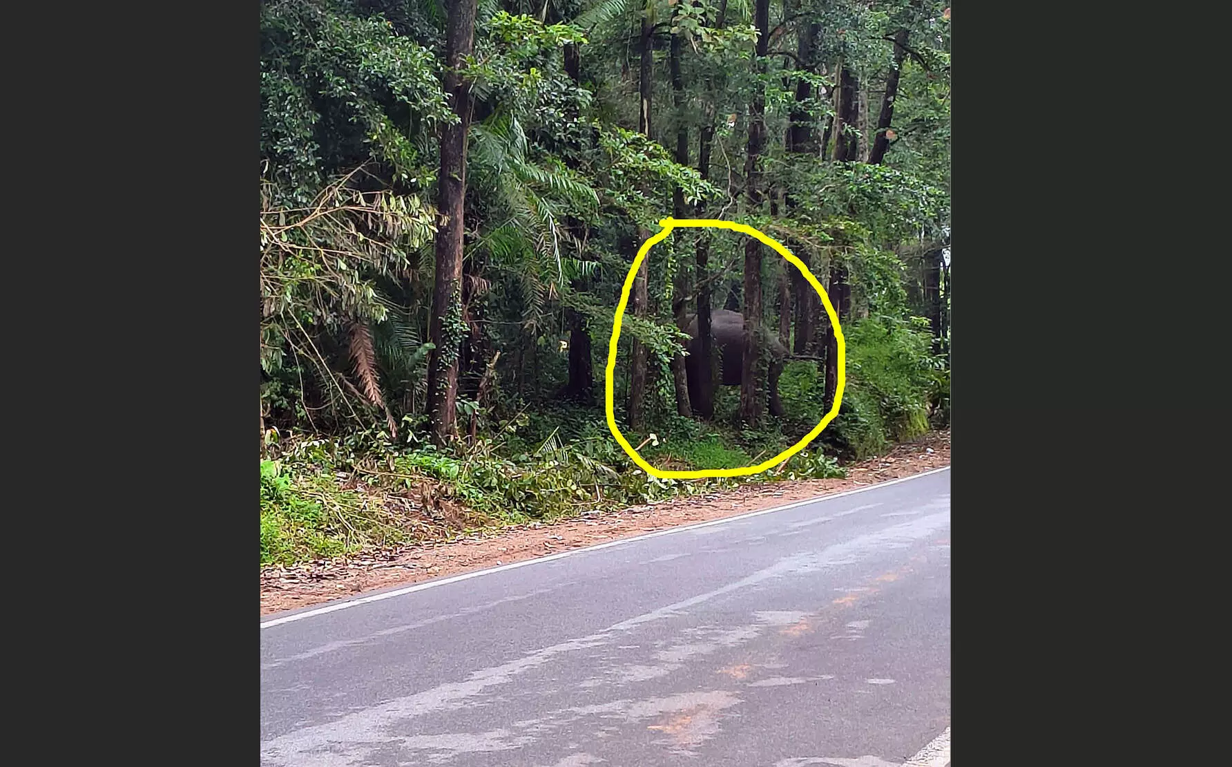 ಧರ್ಮಸ್ಥಳ | ಬೋಳಿಯಾರು ರಸ್ತೆ ಬದಿಯಲ್ಲಿ ಮತ್ತೆ ಕಾಡಾನೆ ಪ್ರತ್ಯಕ್ಷ ಧರ್ಮಸ್ಥಳ | ಬೋಳಿಯಾರು ರಸ್ತೆ ಬದಿಯಲ್ಲಿ ಮತ್ತೆ ಕಾಡಾನೆ ಪ್ರತ್ಯಕ್ಷ