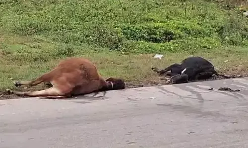 ಮೂಡಿಗೆರೆ: ಅಪರಿಚಿತ ವಾಹನ ಢಿಕ್ಕಿ;  ಐದು ದನಗಳು ಸಾವು