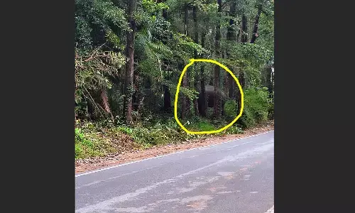 ಧರ್ಮಸ್ಥಳ | ಬೋಳಿಯಾರು ರಸ್ತೆ ಬದಿಯಲ್ಲಿ ಮತ್ತೆ ಕಾಡಾನೆ ಪ್ರತ್ಯಕ್ಷ