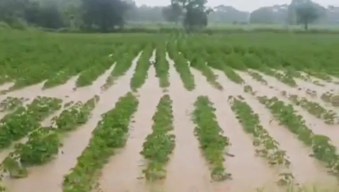 ಸುರಪುರದಲ್ಲಿ ನಿರಂತರವಾಗಿ ಸುರಿದ ಮಳೆಗೆ ಸಾವಿರಾರು ಎಕರೆ ಬೆಳೆ ಜಲಾವೃತ