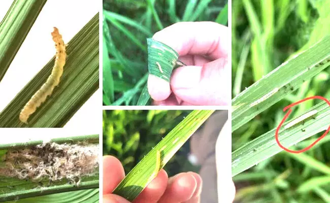 ಕರಾವಳಿಯ ಭತ್ತದ ಬೆಳೆಗೆ ಪತಂಗ ಹುಳಗಳ ಹಾವಳಿ! ಕರಾವಳಿಯ ಭತ್ತದ ಬೆಳೆಗೆ ಪತಂಗ ಹುಳಗಳ ಹಾವಳಿ!