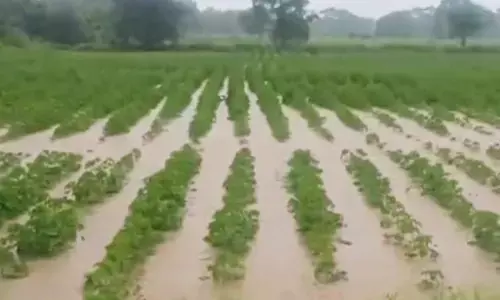 ಸುರಪುರದಲ್ಲಿ ನಿರಂತರವಾಗಿ ಸುರಿದ ಮಳೆಗೆ ಸಾವಿರಾರು ಎಕರೆ ಬೆಳೆ ಜಲಾವೃತ