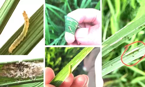 ಕರಾವಳಿಯ ಭತ್ತದ ಬೆಳೆಗೆ ಪತಂಗ ಹುಳಗಳ ಹಾವಳಿ!