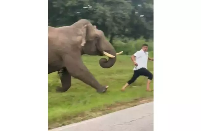 ಬಂಡೀಪುರ | ಪ್ರವಾಸಿಗನ ಮೇಲೆ ಕಾಡಾನೆ ದಾಳಿ: ಕಾಲಿನಡಿಗೆ ಸಿಲುಕಿಯೂ ಪಾರಾದ ಪ್ರವಾಸಿಗ