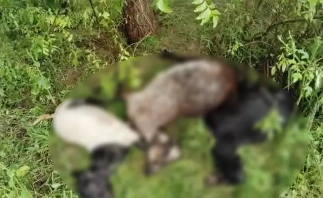 ಕಲಬುರಗಿ| ಸಿಡಿಲಿಗೆ ನಾಲ್ಕು ಕುರಿಗಳು ಬಲಿ ಕಲಬುರಗಿ| ಸಿಡಿಲಿಗೆ ನಾಲ್ಕು ಕುರಿಗಳು ಬಲಿ