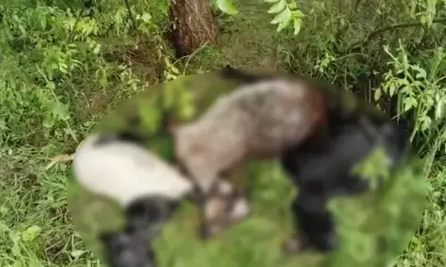 ಕಲಬುರಗಿ| ಸಿಡಿಲಿಗೆ ನಾಲ್ಕು ಕುರಿಗಳು ಬಲಿ