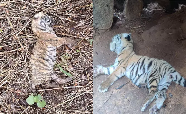 ಹನೂರು | ಅರಣ್ಯ ಪ್ರದೇಶದಲ್ಲಿ 2 ಹುಲಿ ಮರಿಗಳ ಕಳೇಬರ ಪತ್ತೆ