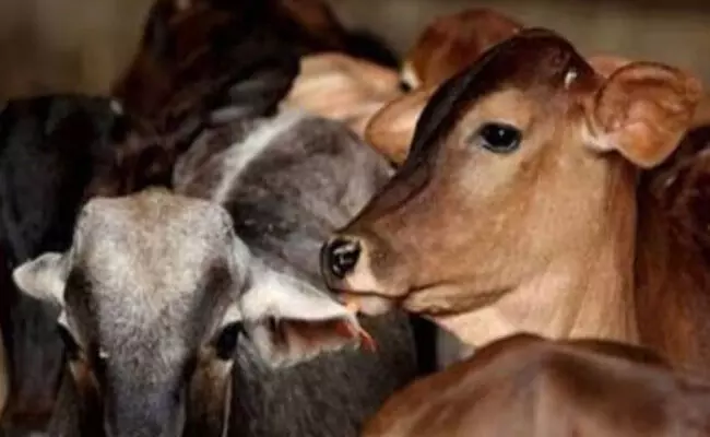 ಗೋವನ್ನು ರಾಷ್ಟ್ರೀಯ ಪ್ರಾಣಿ ಎಂದು ಘೋಷಿಸುವ ಯೋಜನೆಯಿಲ್ಲ: ಕೇಂದ್ರ