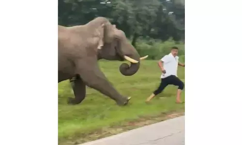 ಬಂಡೀಪುರ | ಕಾಡಾನೆಯೆದುರು ಸೆಲ್ಫಿ ತೆಗೆಯಲು ಹೋಗಿ ದಾಳಿಗೊಳಗಾದ ವ್ಯಕ್ತಿಗೆ 25 ಸಾವಿರ ರೂ. ದಂಡ!