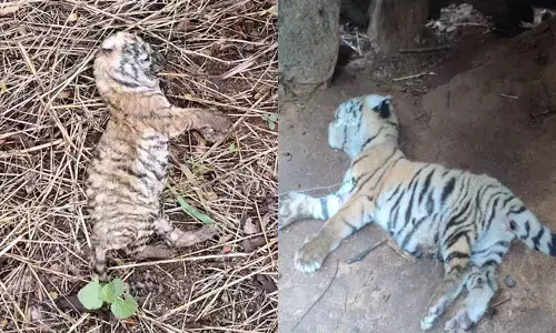 ಹನೂರು | ಅರಣ್ಯ ಪ್ರದೇಶದಲ್ಲಿ 2 ಹುಲಿ ಮರಿಗಳ ಕಳೇಬರ ಪತ್ತೆ