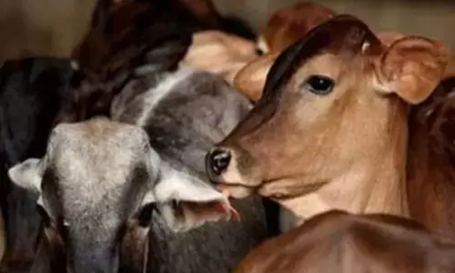 ಗೋವನ್ನು ರಾಷ್ಟ್ರೀಯ ಪ್ರಾಣಿ ಎಂದು ಘೋಷಿಸುವ ಯೋಜನೆಯಿಲ್ಲ: ಕೇಂದ್ರ