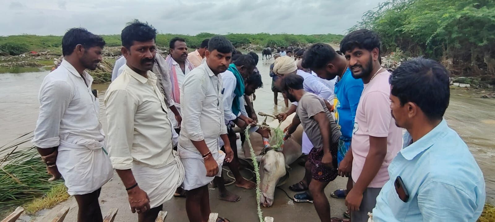 ರಾಯಚೂರು: ಹಳ್ಳದಲ್ಲಿ ಕೊಚ್ಚಿ ಹೋದ ಎತ್ತು, ಬಂಡಿ