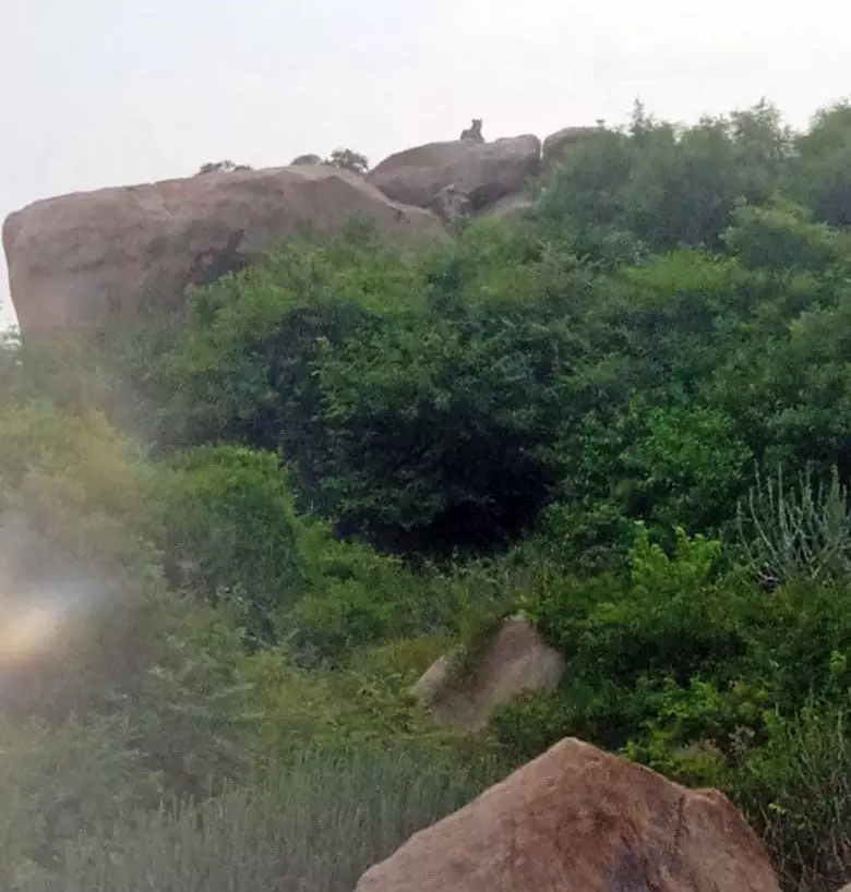 ಹೊಸಪೇಟೆ: ಧರ್ಮದ ಗುಡ್ಡದಲ್ಲಿ ಮತ್ತೆ ಚಿರತೆ ಪ್ರತ್ಯಕ್ಷ