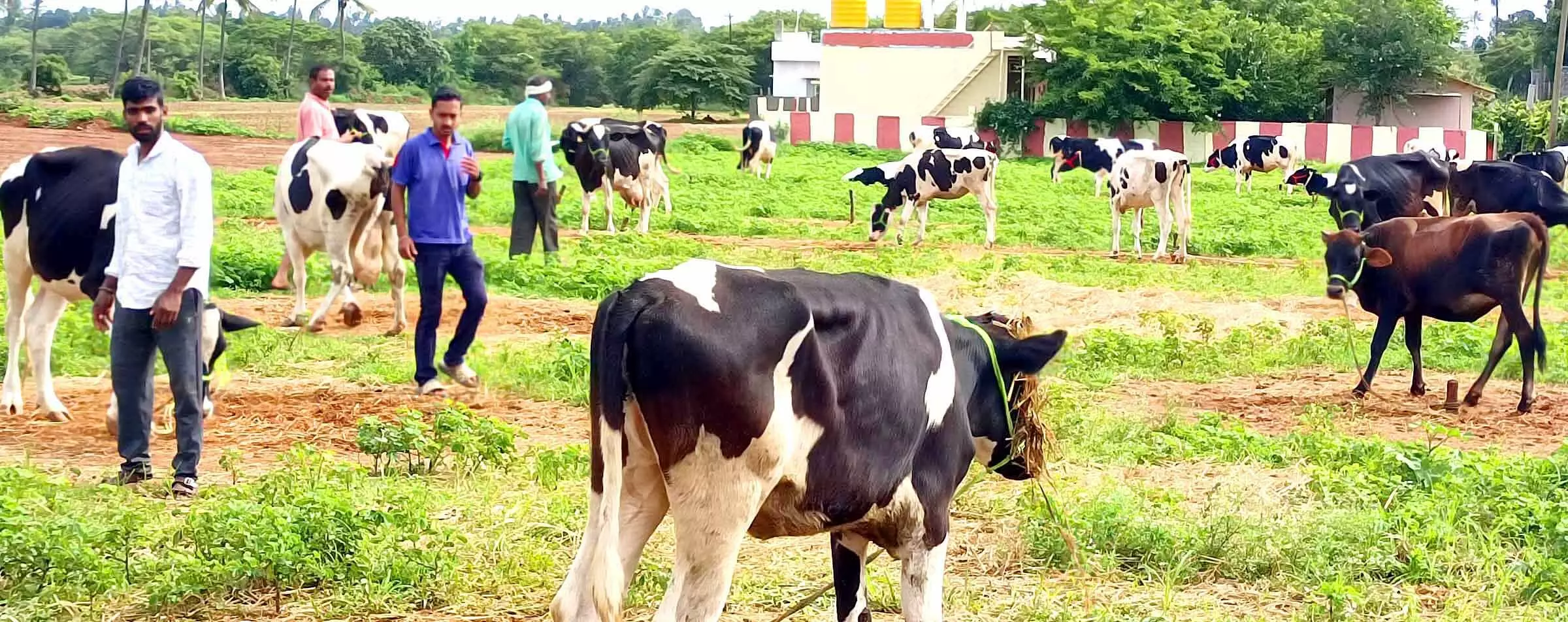 ಹಾಲಿನ ಉತ್ಪಾದನೆ ಹೆಚ್ಚಳ: ಆರ್ಥಿಕ ಸಂಕಷ್ಟದಿಂದ ಪಾರಾಗುತ್ತಿರುವ ಹೈನುಗಾರರು ಹಾಲಿನ ಉತ್ಪಾದನೆ ಹೆಚ್ಚಳ: ಆರ್ಥಿಕ ಸಂಕಷ್ಟದಿಂದ ಪಾರಾಗುತ್ತಿರುವ ಹೈನುಗಾರರು