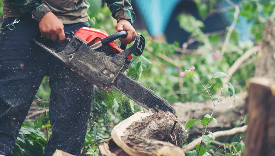 ಮೂಡಿಗೆರೆ | ಮೈಮೇಲೆ ಮರ ಬಿದ್ದು ಟಿಂಬರ್ ಕಾರ್ಮಿಕ ಮೃತ್ಯು