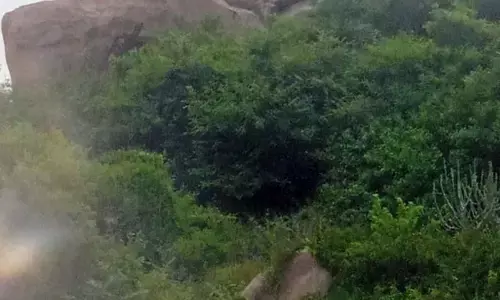 ಹೊಸಪೇಟೆ: ಧರ್ಮದ ಗುಡ್ಡದಲ್ಲಿ ಮತ್ತೆ ಚಿರತೆ ಪ್ರತ್ಯಕ್ಷ