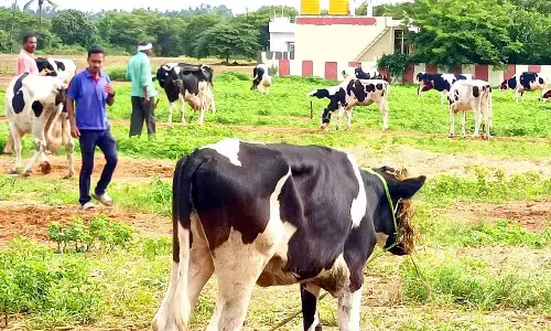 ಹಾಲಿನ ಉತ್ಪಾದನೆ ಹೆಚ್ಚಳ: ಆರ್ಥಿಕ ಸಂಕಷ್ಟದಿಂದ ಪಾರಾಗುತ್ತಿರುವ ಹೈನುಗಾರರು